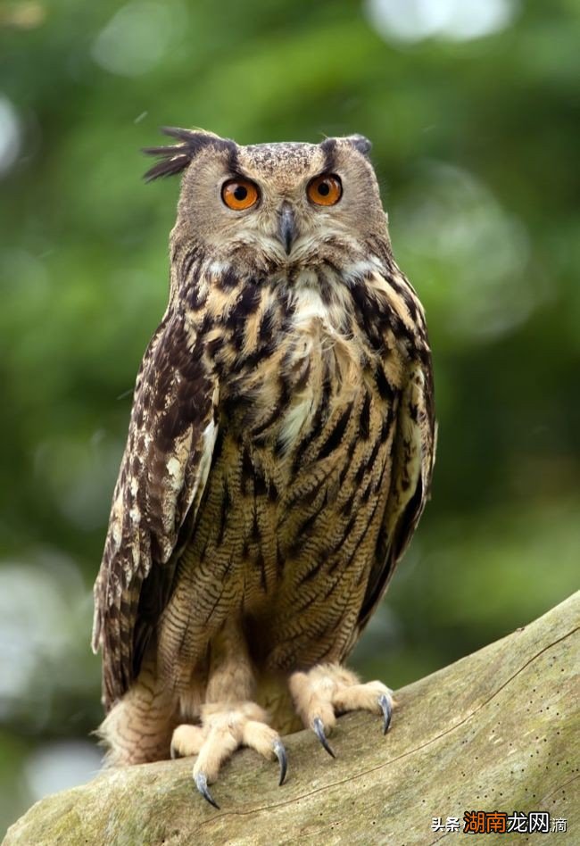 猫头鹰笑是什么声音有什么预兆 猫头鹰叫和笑怎么分辨