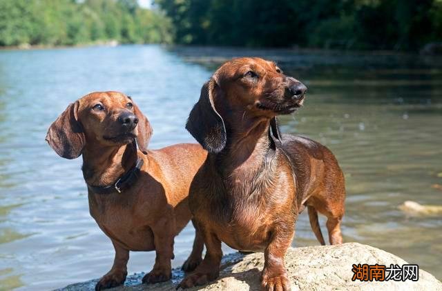 为什么养腊肠犬的人会越来越少 腊肠犬为什么禁养