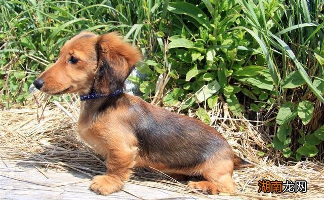 为什么养腊肠犬的人会越来越少 腊肠犬为什么禁养