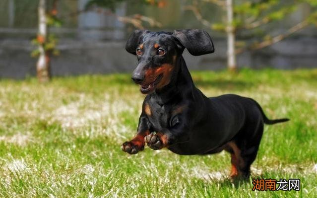 为什么养腊肠犬的人会越来越少 腊肠犬为什么禁养