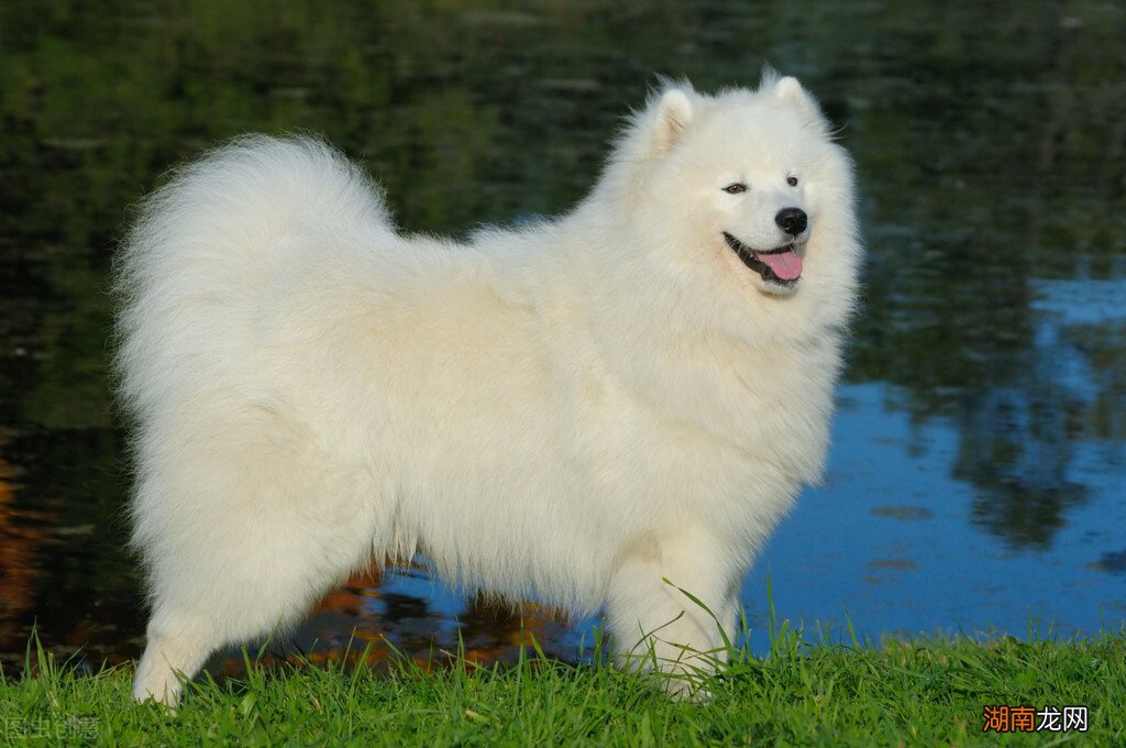 七大最适合家庭养殖的狗狗品种 养什么狗好适合家养