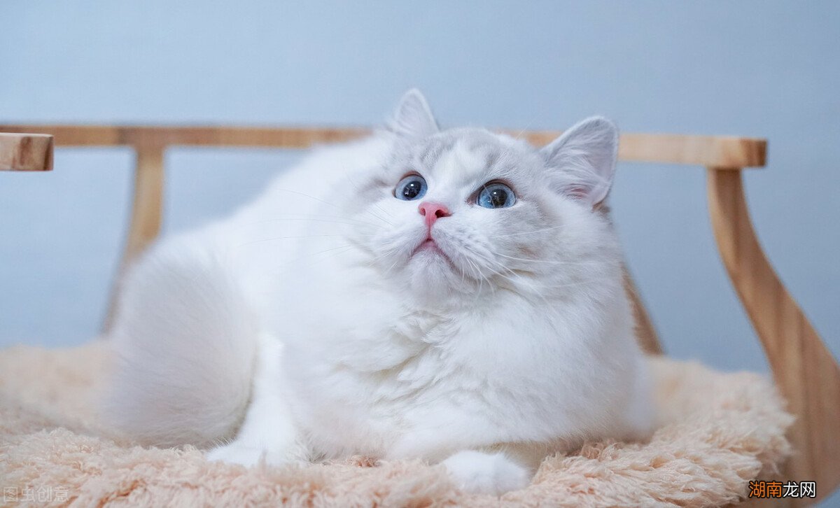 选择猫咪的时候需要注意什么 什么品种的猫好养又温顺