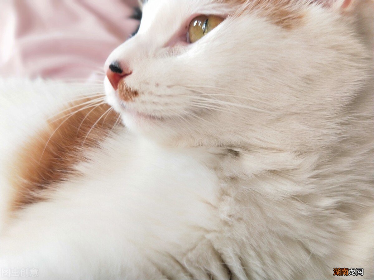 选择猫咪的时候需要注意什么 什么品种的猫好养又温顺