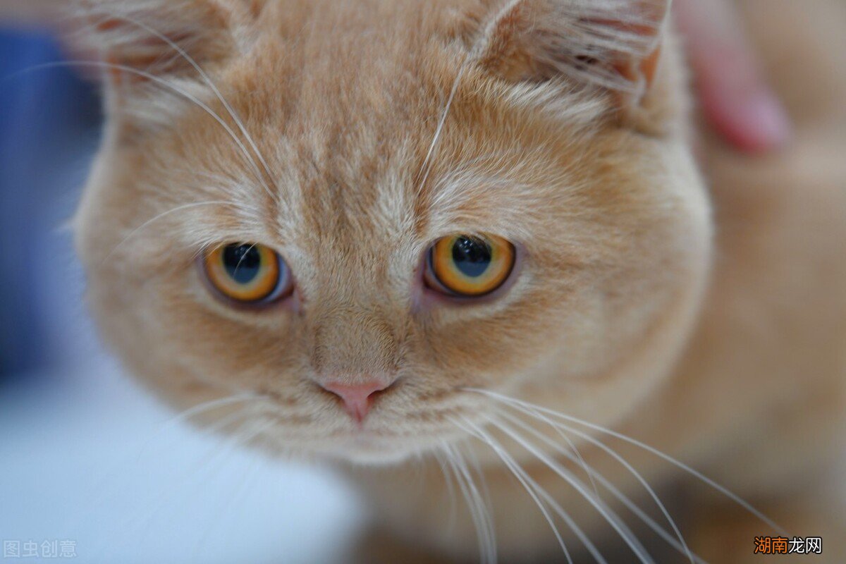 选择猫咪的时候需要注意什么 什么品种的猫好养又温顺