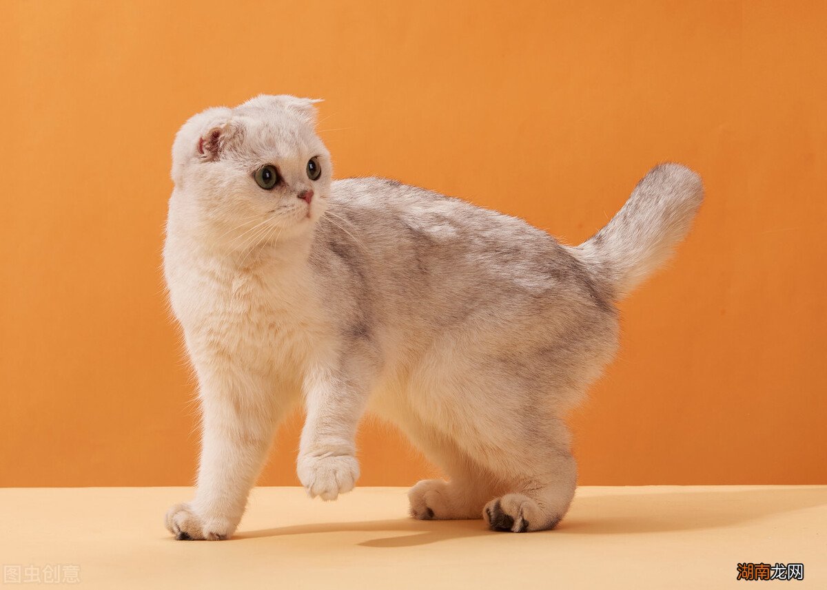 选择猫咪的时候需要注意什么 什么品种的猫好养又温顺