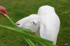 母羊生产前身体会有哪些表现 羊分娩前三天的征兆