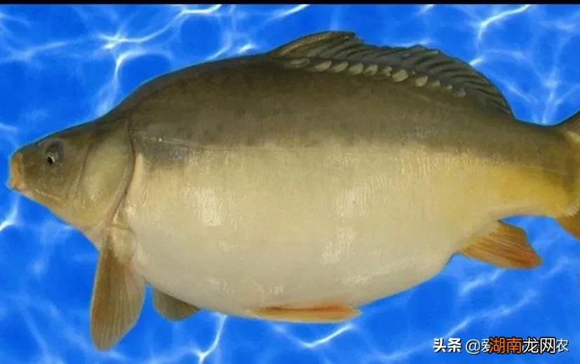 没有鳞的鲤鱼叫什么名字 没有鱼鳞的鱼是什么鱼怎么养