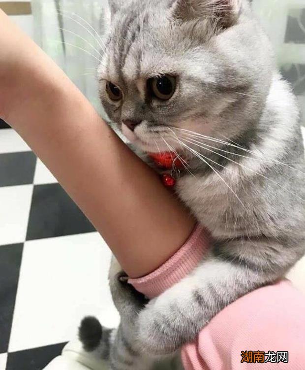 猫咪为什么老是往人身上蹭 猫一直蹭来蹭去说明什么