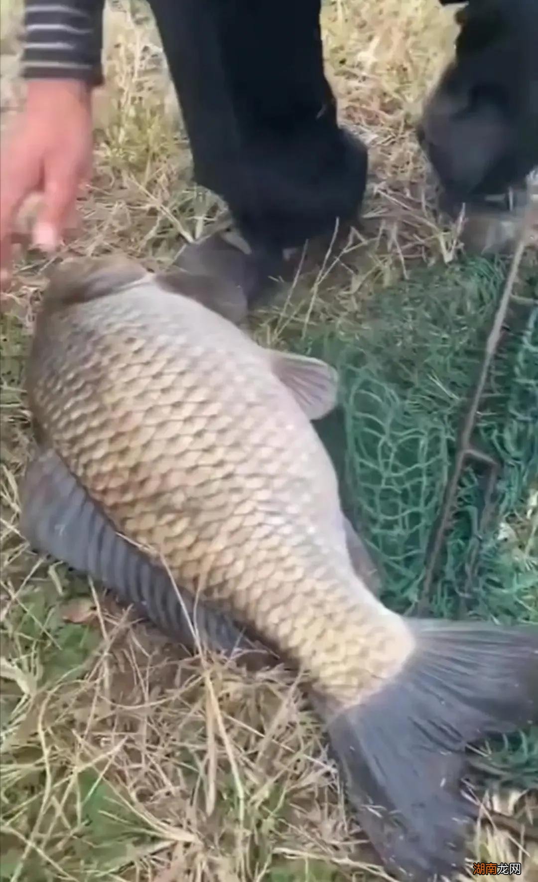 鲫鱼有哪些常见的品种怎么区分 鲫鱼是淡水鱼还是海鱼