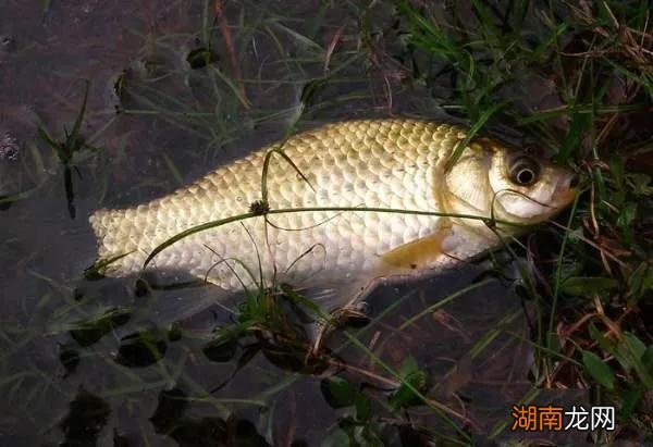 鲫鱼有哪些常见的品种怎么区分 鲫鱼是淡水鱼还是海鱼