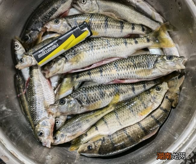 鲫鱼有哪些常见的品种怎么区分 鲫鱼是淡水鱼还是海鱼