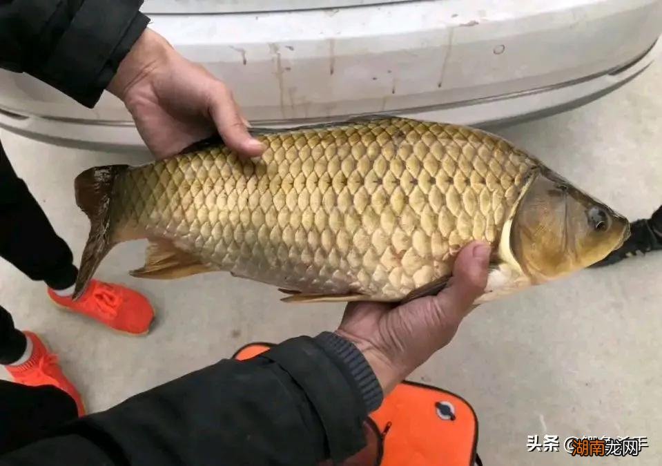 鲫鱼有哪些常见的品种怎么区分 鲫鱼是淡水鱼还是海鱼