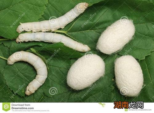 吃蚕蛹的营养价值高吗 蚕蛹是什么的幼虫有什么特点