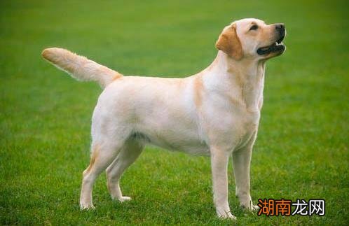 长耳朵狗狗的种类大全以及图片 大耳朵狗有哪些品种