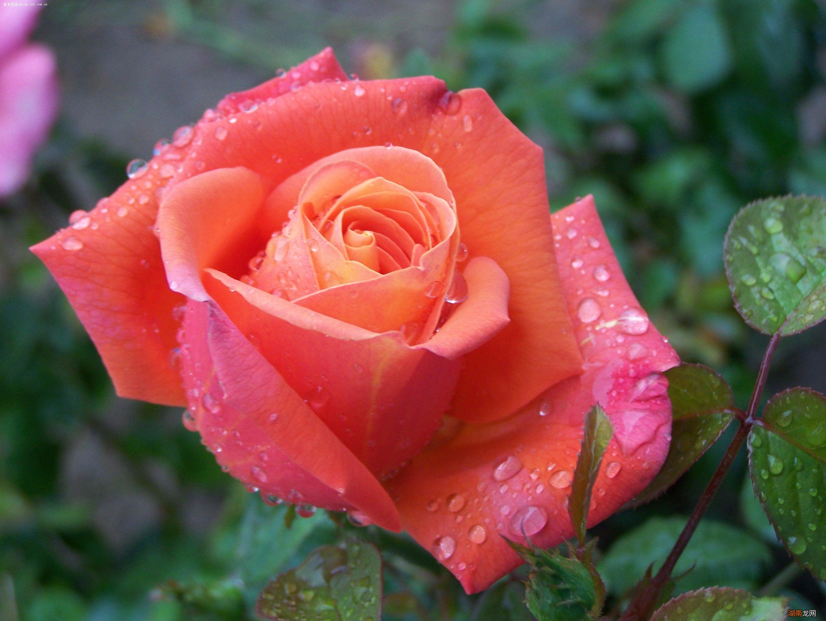 怎么才能将鲫鱼给养好 鲫鱼喜欢吃什么味道的饵料