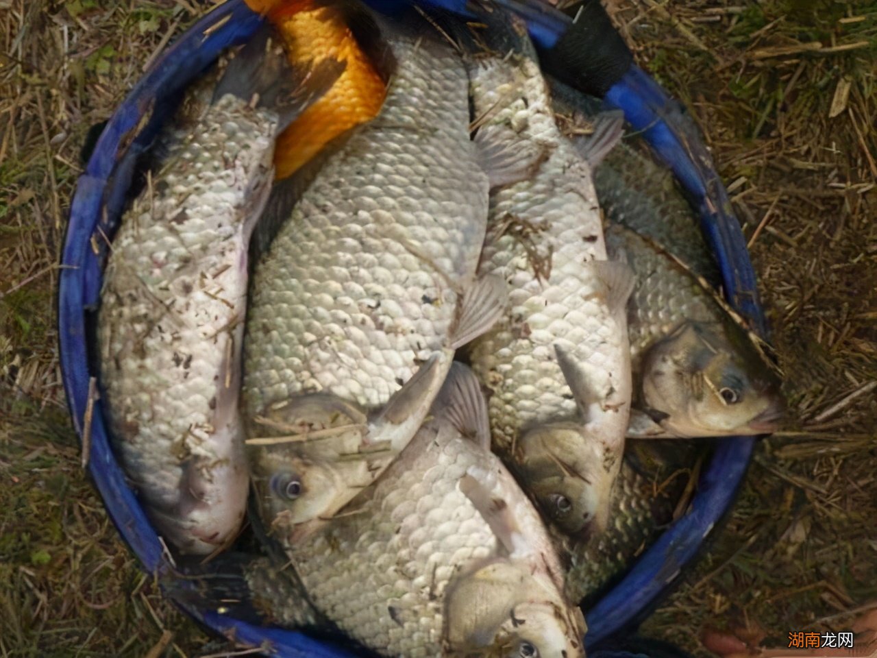 怎么才能将鲫鱼给养好 鲫鱼喜欢吃什么味道的饵料