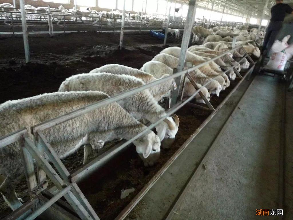 怎么喂养让小羊快速长膘 小羊瘦吃什么尽快胖起来