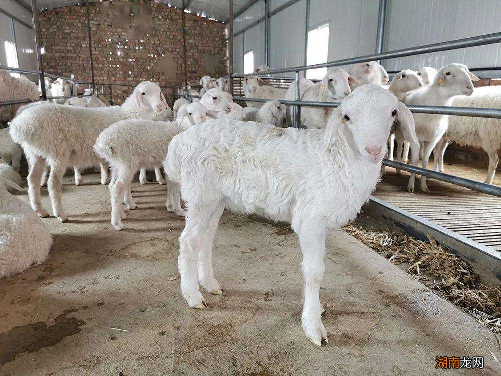 怎么喂养让小羊快速长膘 小羊瘦吃什么尽快胖起来