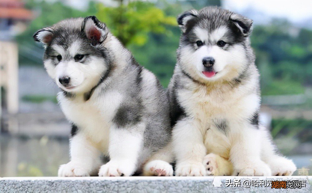 对比聊聊看两种犬的特点 阿拉斯加和哈士奇的区别图片