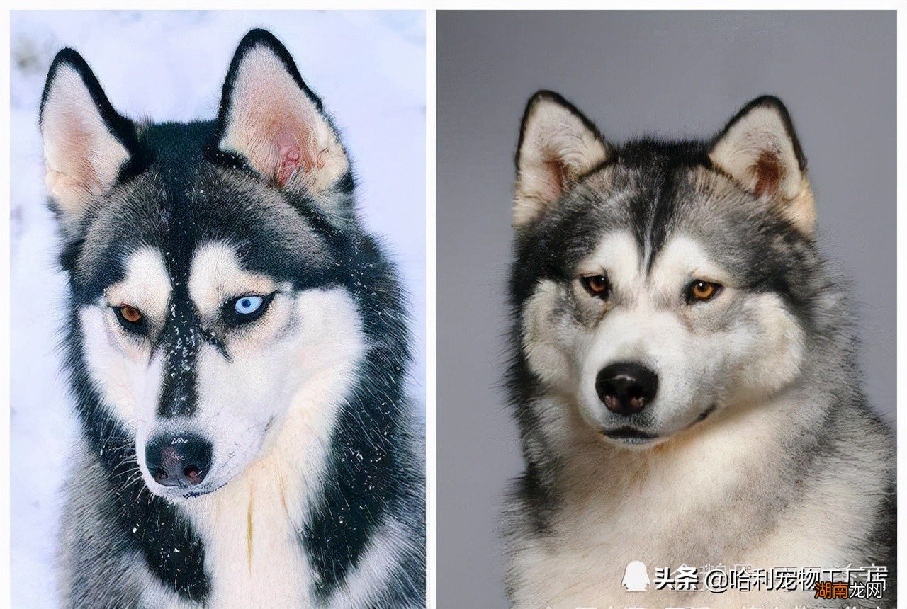 对比聊聊看两种犬的特点 阿拉斯加和哈士奇的区别图片