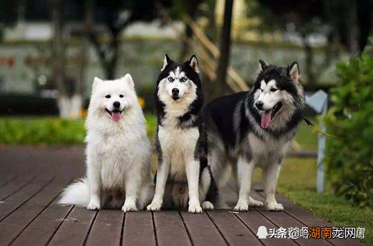 对比聊聊看两种犬的特点 阿拉斯加和哈士奇的区别图片