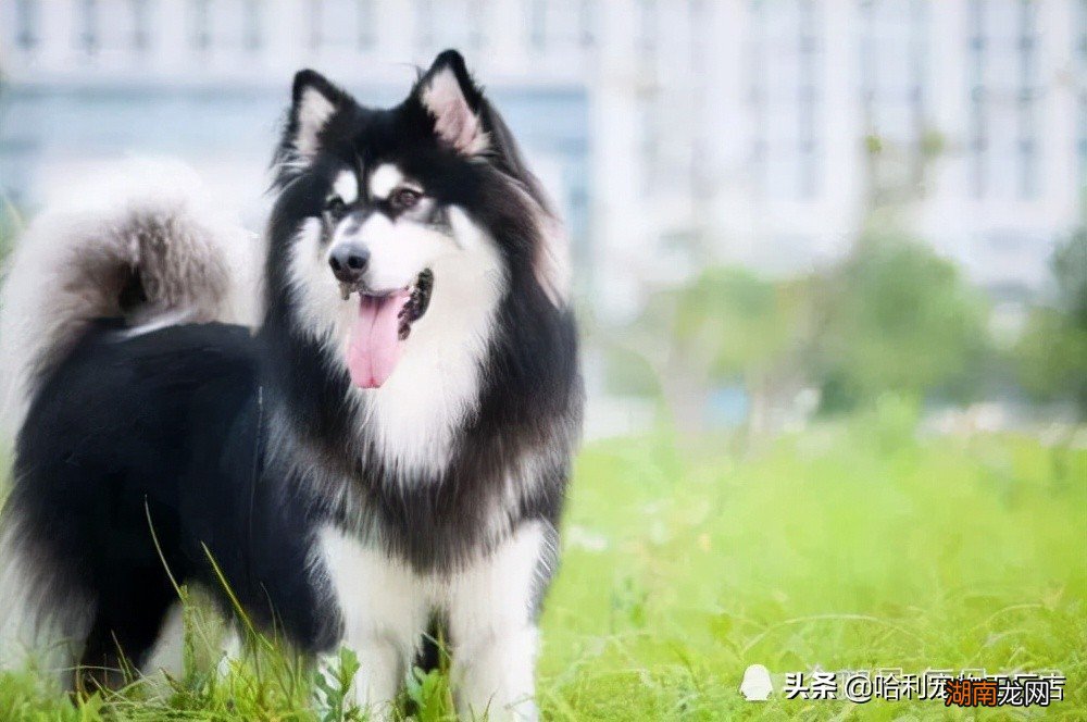 对比聊聊看两种犬的特点 阿拉斯加和哈士奇的区别图片