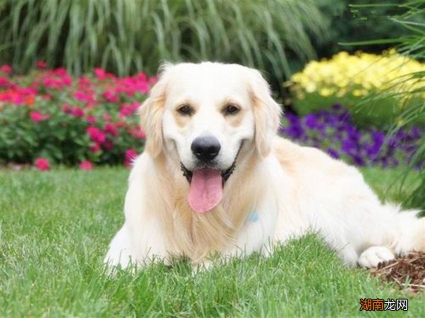 为什么民间会说狗肉上不了酒席 狗肉为什么上不了酒席