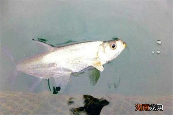 怎么样快速钓翘嘴的小窍门 公认钓翘嘴最快的钓法