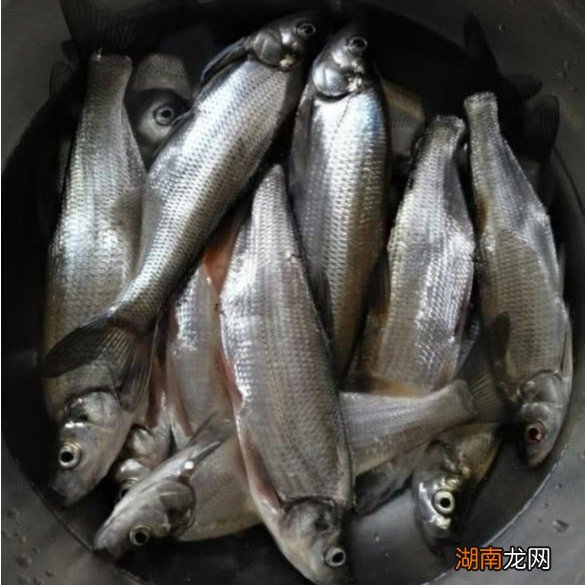 怎么样快速钓翘嘴的小窍门 公认钓翘嘴最快的钓法