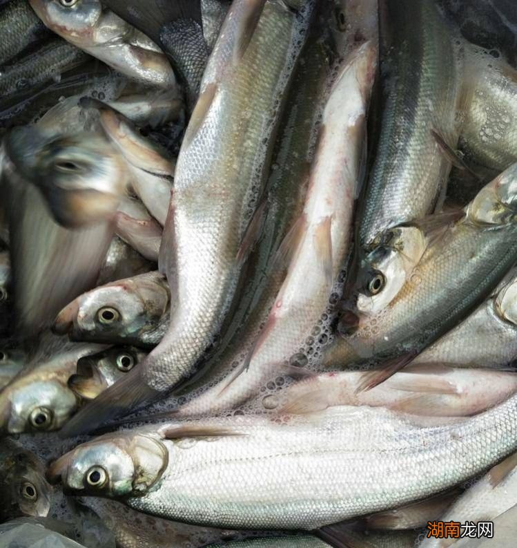 怎么样快速钓翘嘴的小窍门 公认钓翘嘴最快的钓法