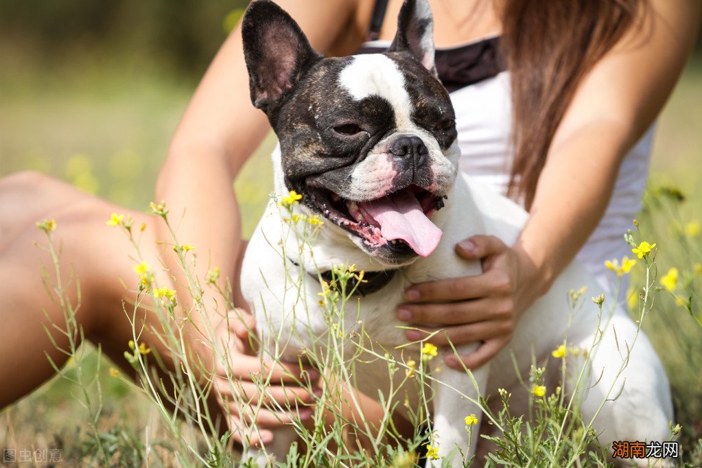 养公犬的七大优势分别是什么 女士养公犬的目的有哪些
