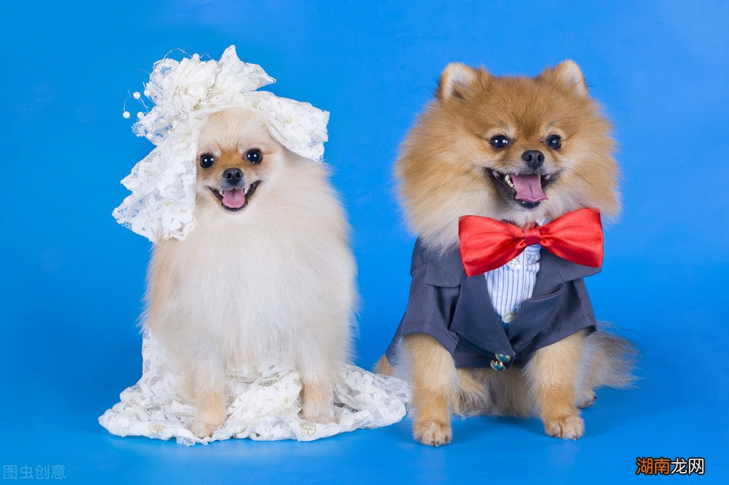 养公犬的七大优势分别是什么 女士养公犬的目的有哪些