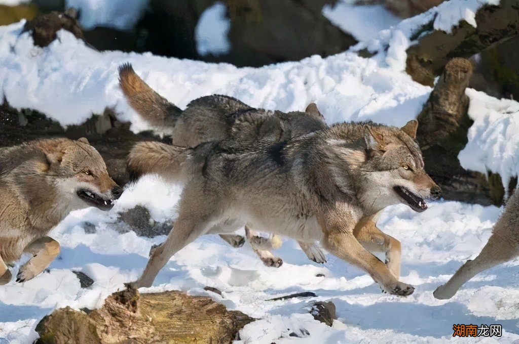 哈士奇到底是不是狼的血统图片 狼为什么不咬哈士奇