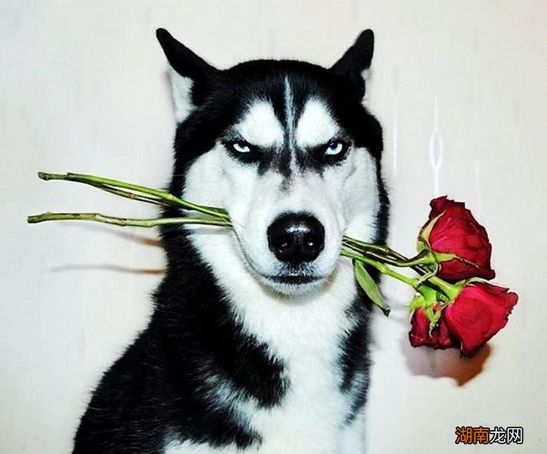 哈士奇到底是不是狼的血统图片 狼为什么不咬哈士奇