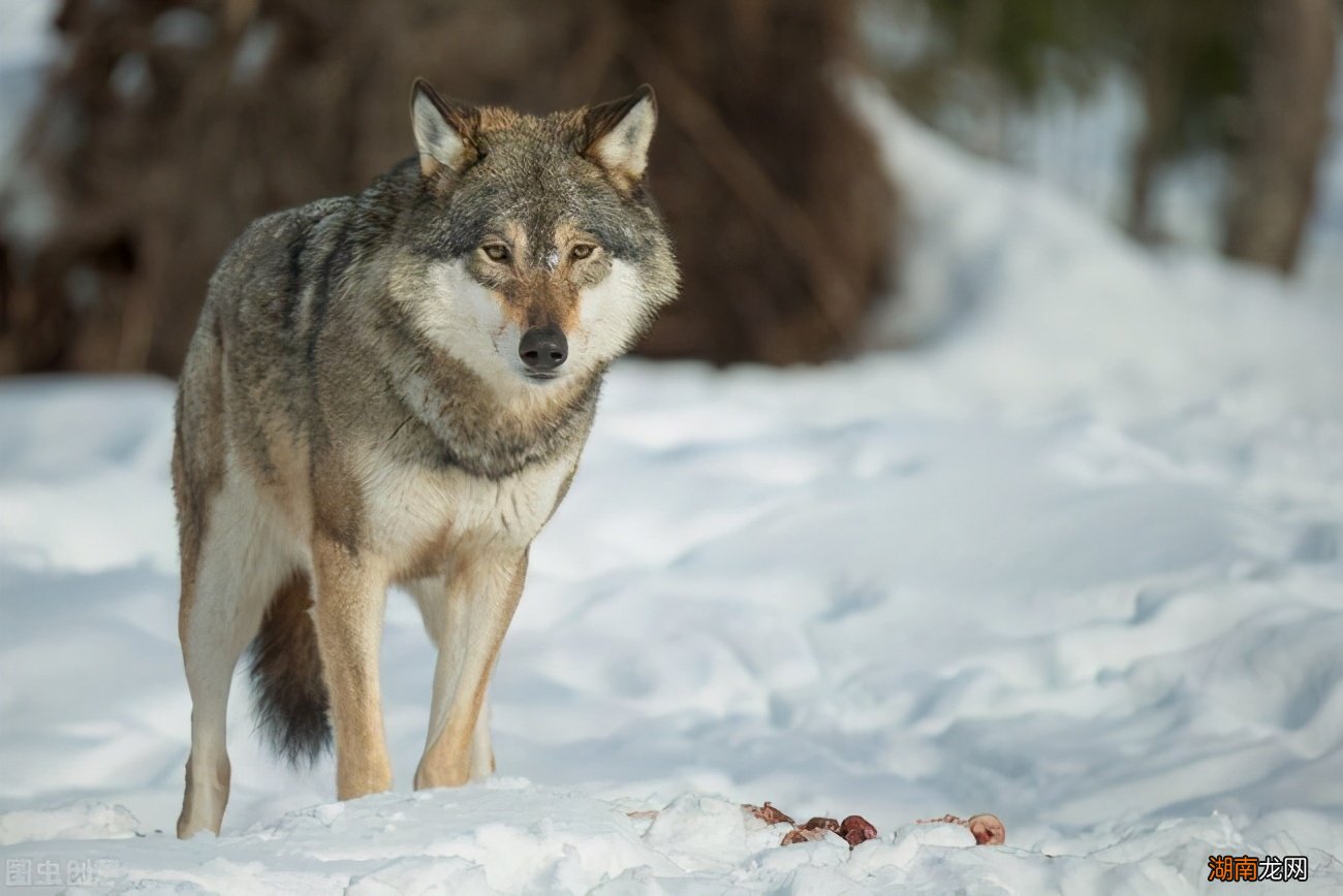 哈士奇到底是不是狼的血统图片 狼为什么不咬哈士奇