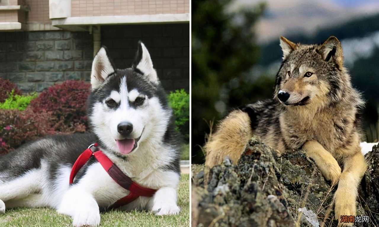哈士奇到底是不是狼的血统图片 狼为什么不咬哈士奇