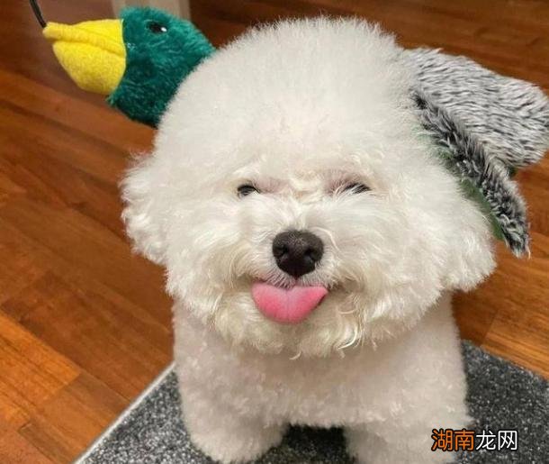 六种最受欢迎的小型犬品种推荐 小型宠物狗品种有哪些