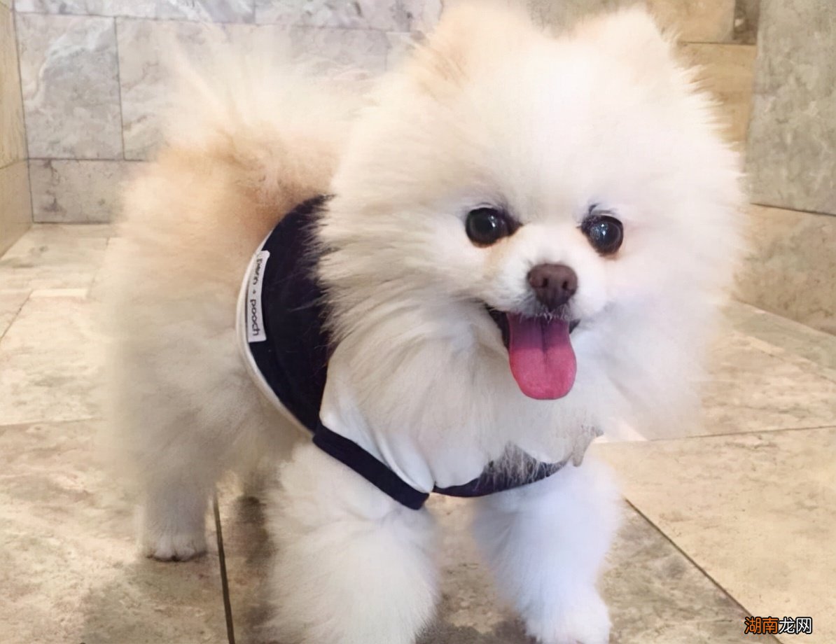 六种最受欢迎的小型犬品种推荐 小型宠物狗品种有哪些