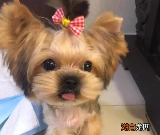 六种最受欢迎的小型犬品种推荐 小型宠物狗品种有哪些