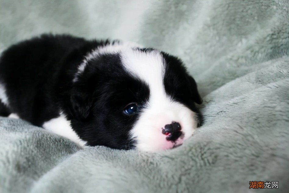 六种最受欢迎的小型犬品种推荐 小型宠物狗品种有哪些