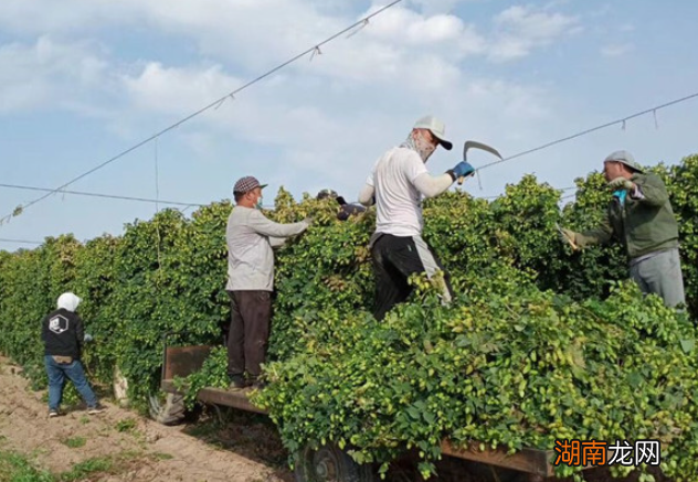 夺命大乌苏啤酒有何神奇之处 乌苏啤酒多少度