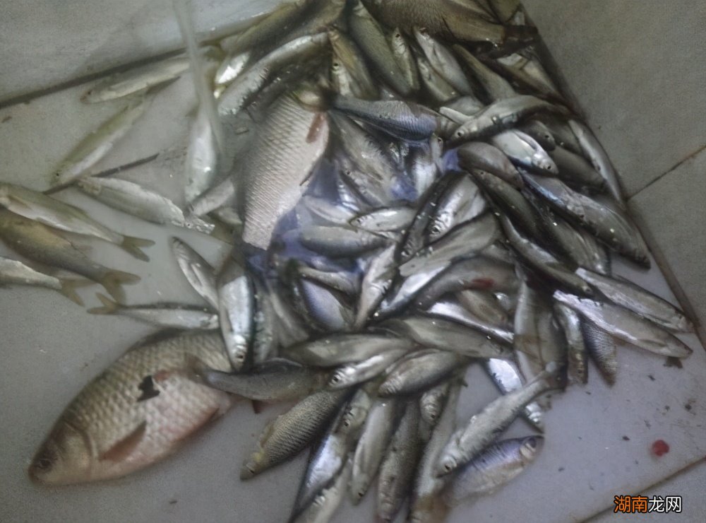 怎么可以非常快速的钓白条鱼 公认钓白条最快的钓法