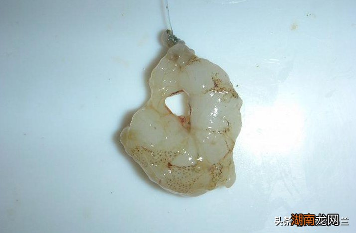 河豚有什么样的习性怎么钓 河豚是海鱼还是淡水鱼