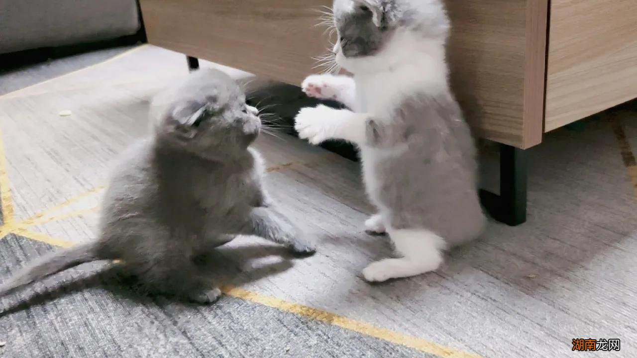 刚出生的小猫睁眼需要多长时间  小猫多长时间睁眼