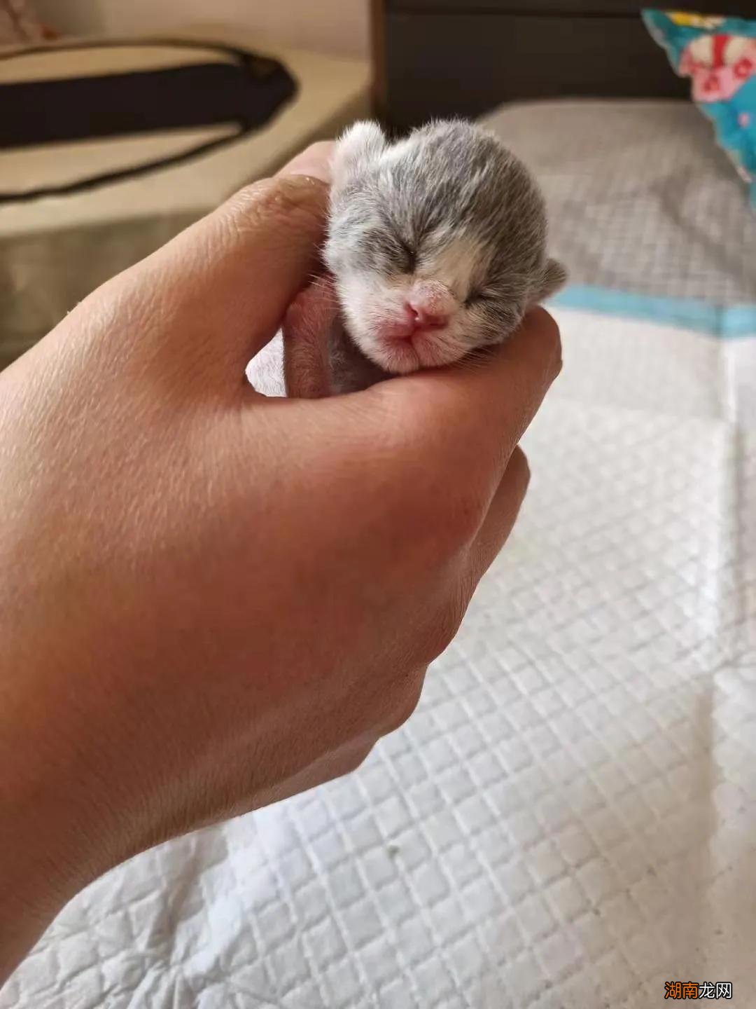 刚出生的小猫睁眼需要多长时间  小猫多长时间睁眼