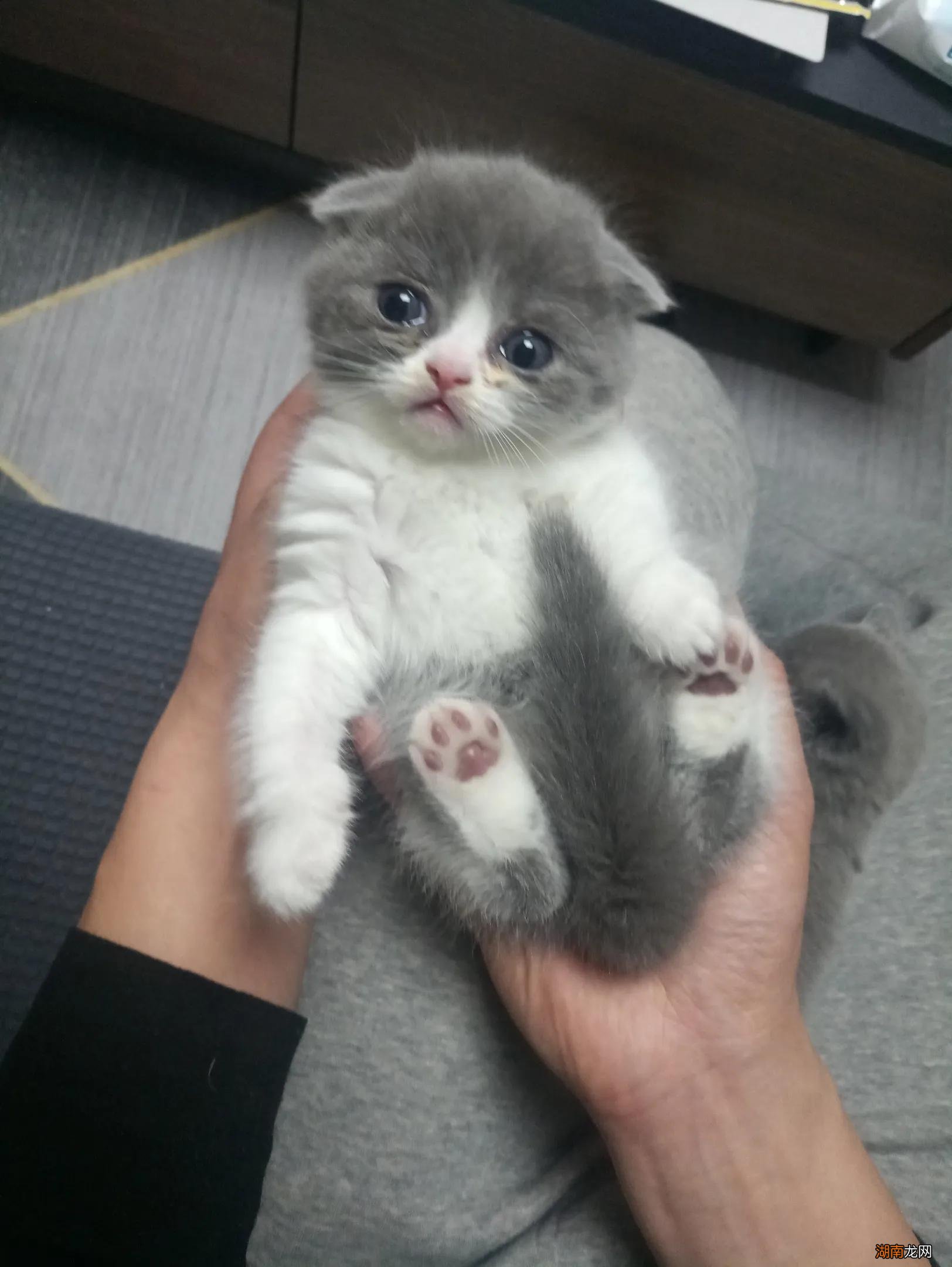 刚出生的小猫睁眼需要多长时间  小猫多长时间睁眼