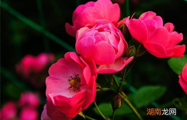 狮子男喜欢爱笑的女生吗 狮子座男生喜欢的女生类型