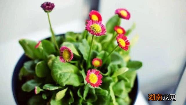 狮子男喜欢爱笑的女生吗 狮子座男生喜欢的女生类型