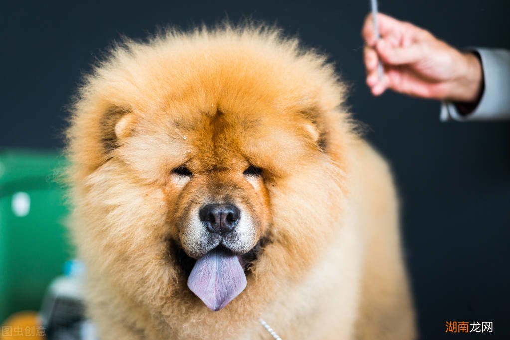 为什么不建议家养松狮犬 松狮犬为什么不适合家养