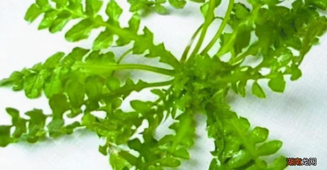 春天吃什么食物可以养生 春季养生必吃十种食物有哪些